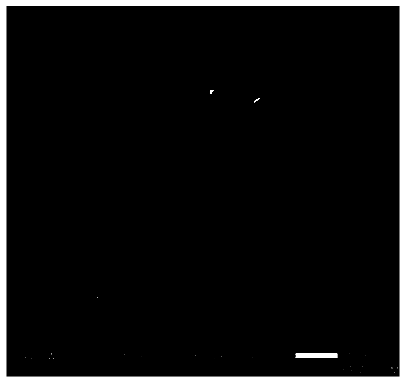 Hollow fiber durability water-repellent finishing method