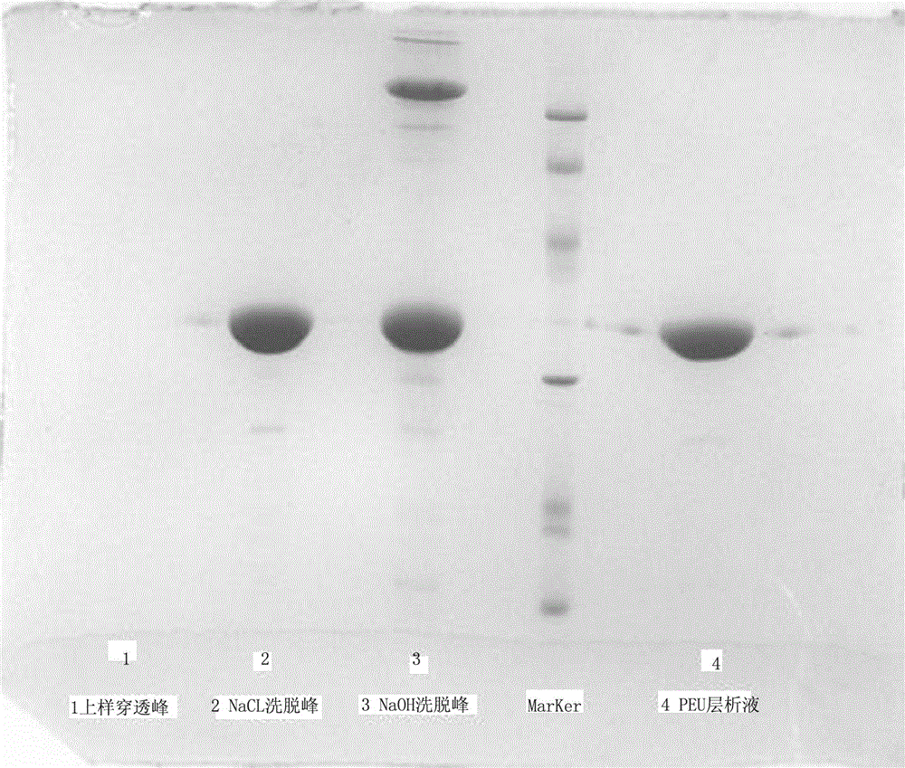 Renaturing and purifying method of mycobacterium-tuberculosis recombinant inclusion-body protein