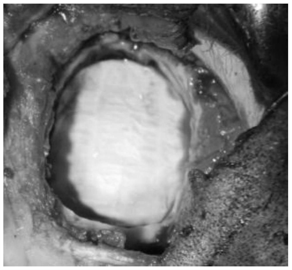 Scaffold for tissue repair, its preparation method and use