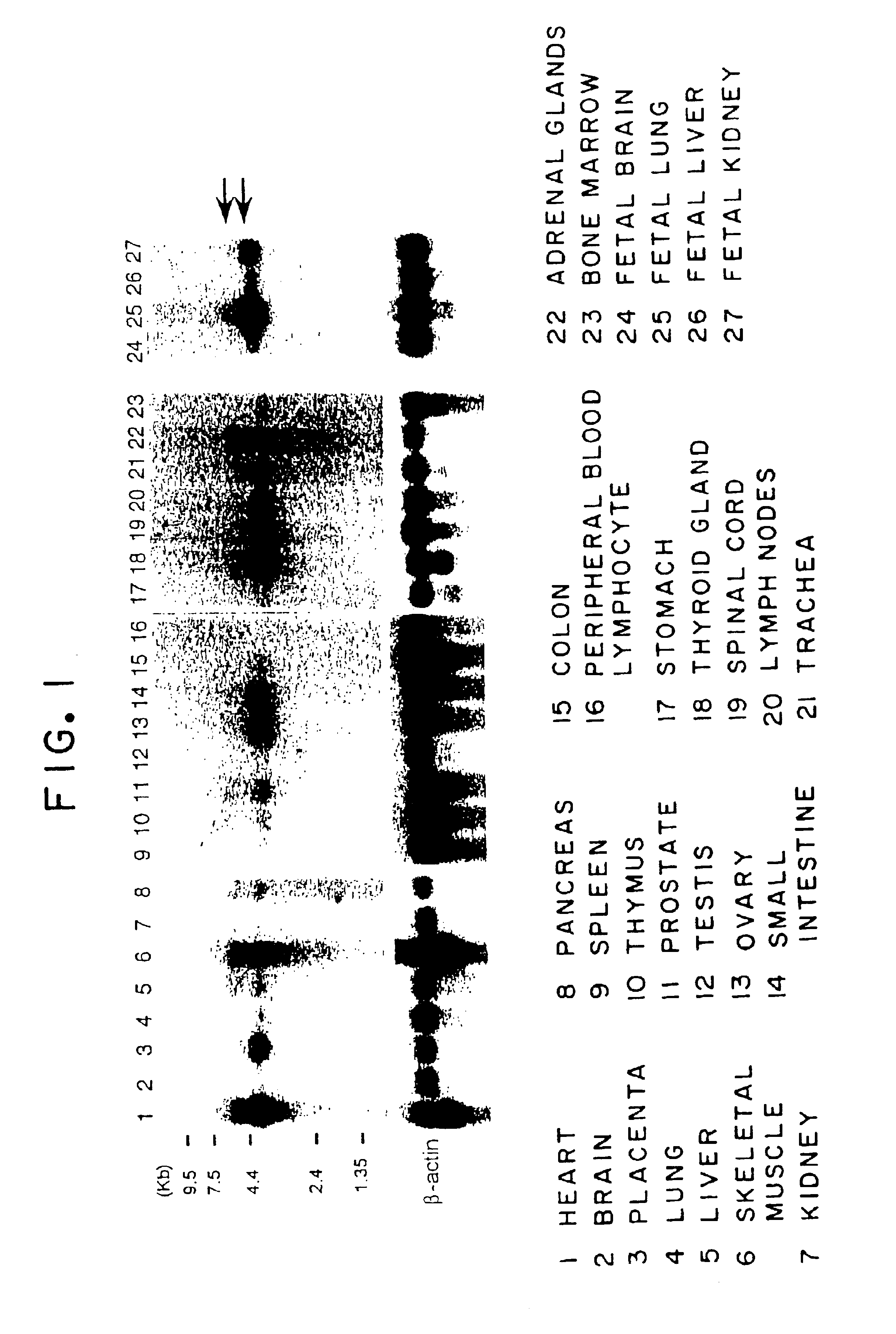 Nucleic acids encoding differentiation inhibitor delta 2