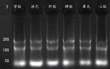 A systematic detection method of dna transcription direction and transcription template and its application