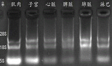 A systematic detection method of dna transcription direction and transcription template and its application