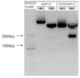 Mbr-FPGS (folylpolyglutamate synthetase) efficient expression vector and construction method and application thereof