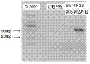 Mbr-FPGS (folylpolyglutamate synthetase) efficient expression vector and construction method and application thereof