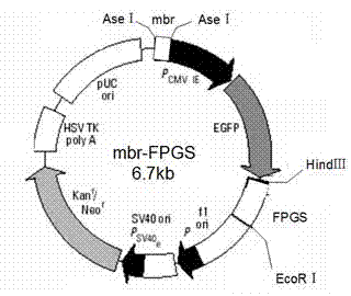 Mbr-FPGS (folylpolyglutamate synthetase) efficient expression vector and construction method and application thereof