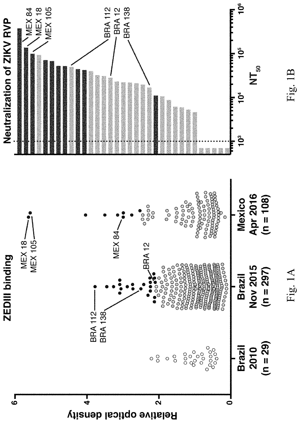 Neutralizing antibodies that bind to the zika virus domain iii envelope region