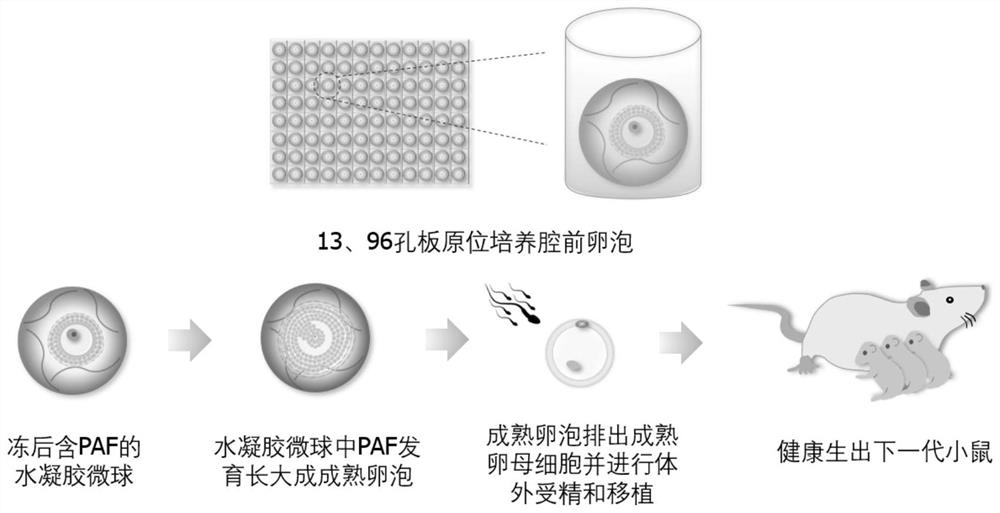 Method for cryopreservation and resuscitation of follicles