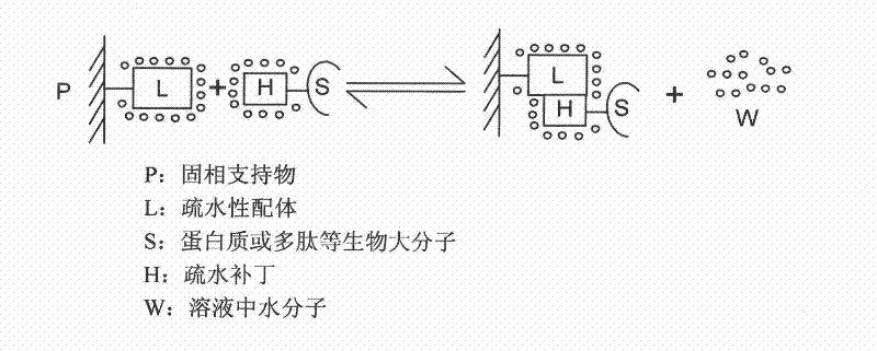 Preparation method for human thymosin beta 4 two-string body protein