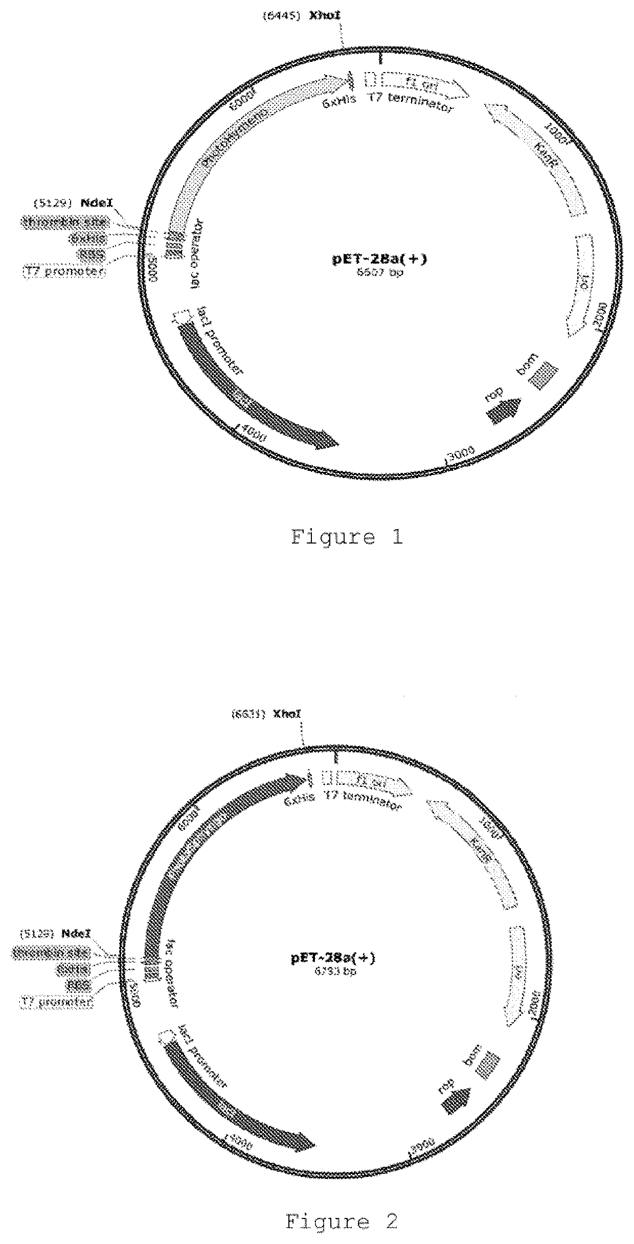 Genetically modified bacteria producing three DNA repair enzymes and method for the evaluation of DNA repair activity