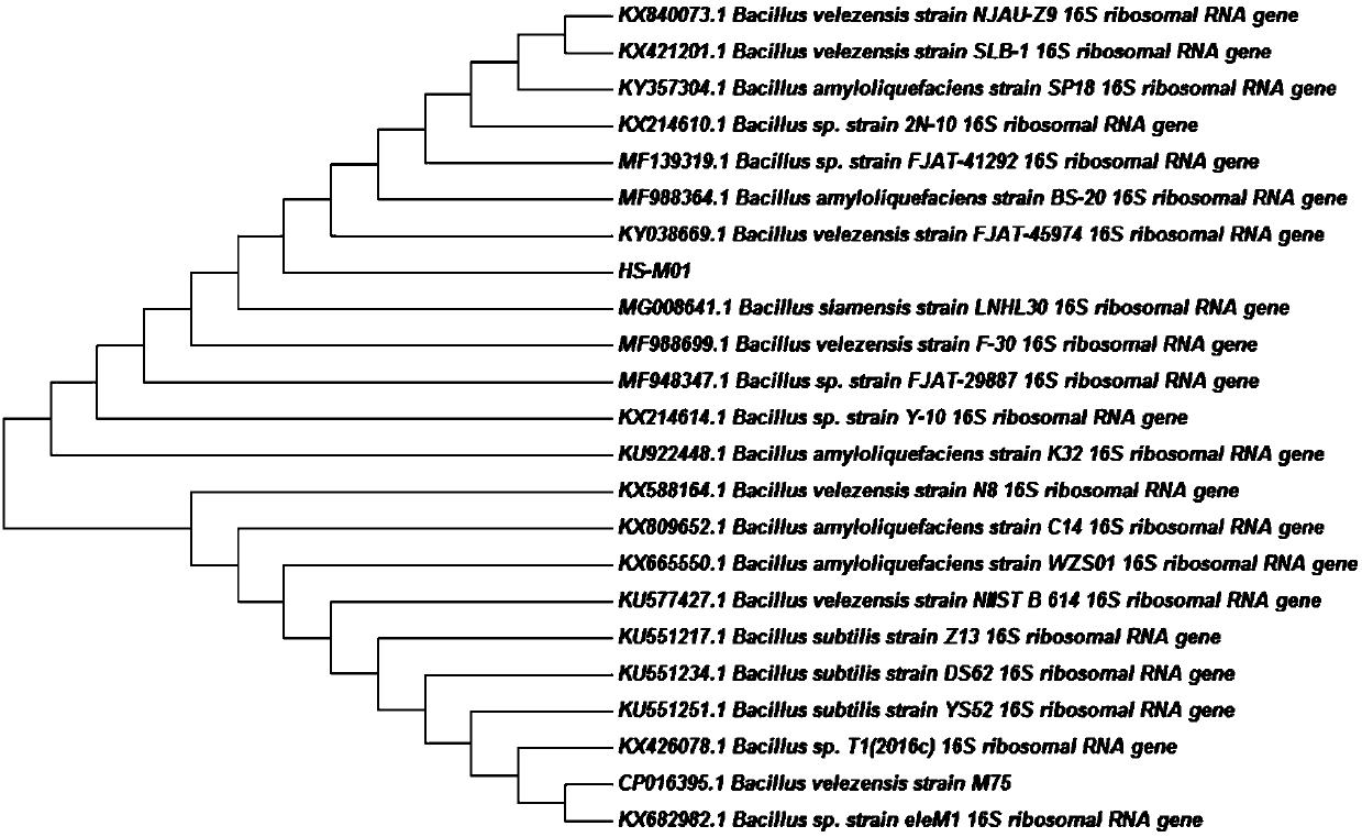 Bacterial strain of Bacillus spp. for high-efficient wide-spectrum decolorization and degradation of reactive dyes and application thereof