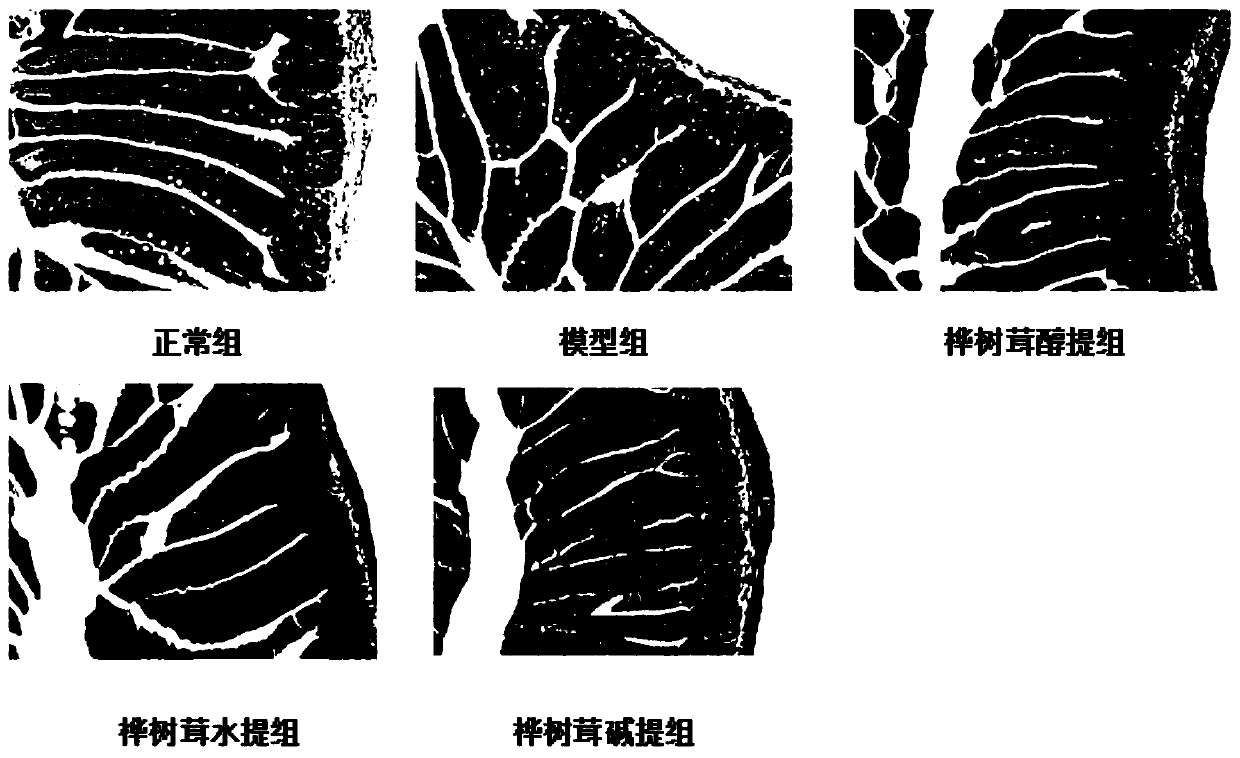 Application of birch mushroom extract in preparing preparation for treating and/ or preventing intestinal flora disorder and related diseases