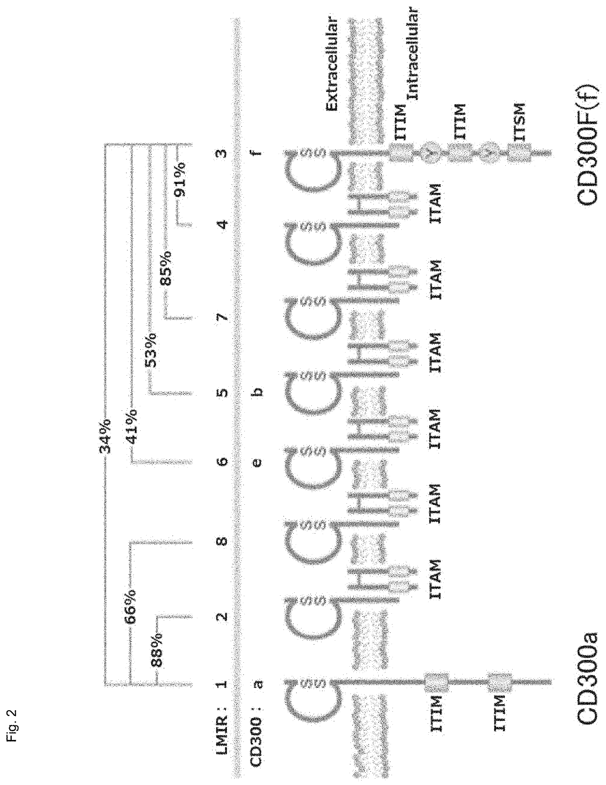 Cultured transgenic cell allowing growth of norovirus, and use thereof