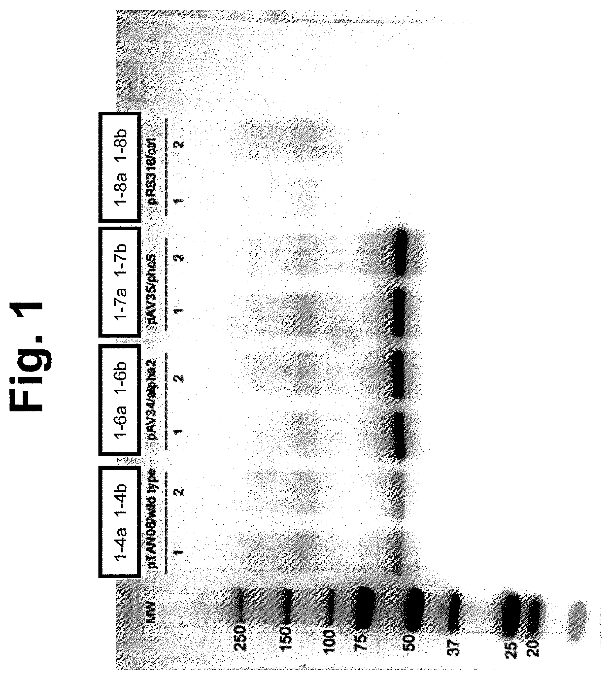 Modified glucoamylase enzymes and yeast strains having enhanced bioproduct production