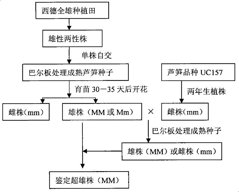 Method for using herbicide barban to fast breed aloe all-male plant strain