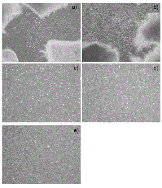 Method for acquiring safe and effective umbilical cord mesenchymal stem cell