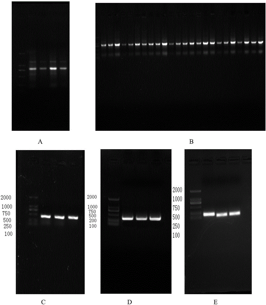 Apolygus lucorum V-ATPaseE gene and application of apolygus lucorum V-ATPaseE gene to aspect of RNAi (ribonucleic acid interfere)-mediated pest control