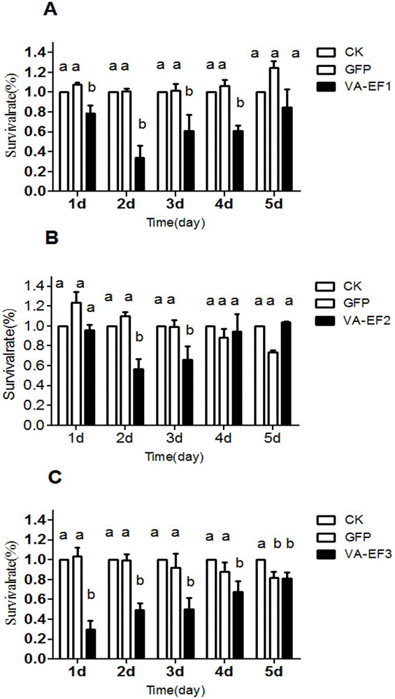 Apolygus lucorum V-ATPaseE gene and application of apolygus lucorum V-ATPaseE gene to aspect of RNAi (ribonucleic acid interfere)-mediated pest control