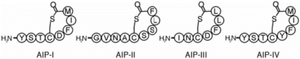 Liquid chromatography and mass spectrometry detection method for simultaneously detecting IV AIPs (auto-inducing peptides) signal molecules of staphylococcus aureus