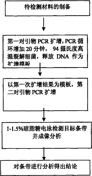 Nest-type NEST-PCR amplification primer for detecting Clavibacter michiganensis subsp, michiganensis, detection kit and using method of kit thereof