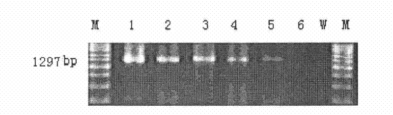 Nest-type NEST-PCR amplification primer for detecting Clavibacter michiganensis subsp, michiganensis, detection kit and using method of kit thereof