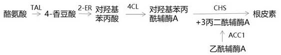 A method for promoting the synthesis of phloretin by recombinant Yarrowia lipolytica