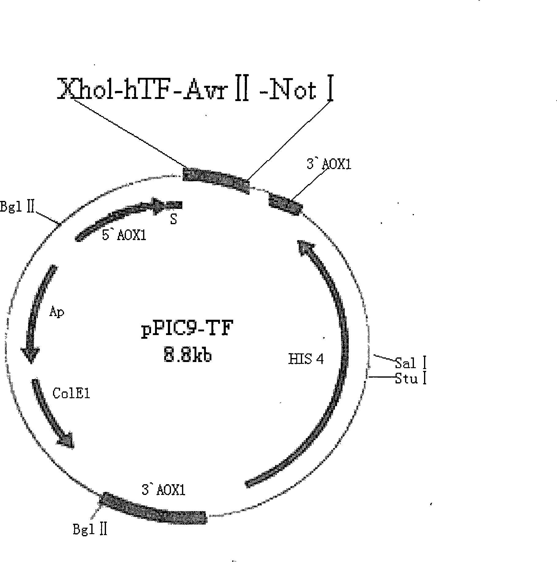 Method for preparing liquid type PT agent based on human recombinant thrombokinase