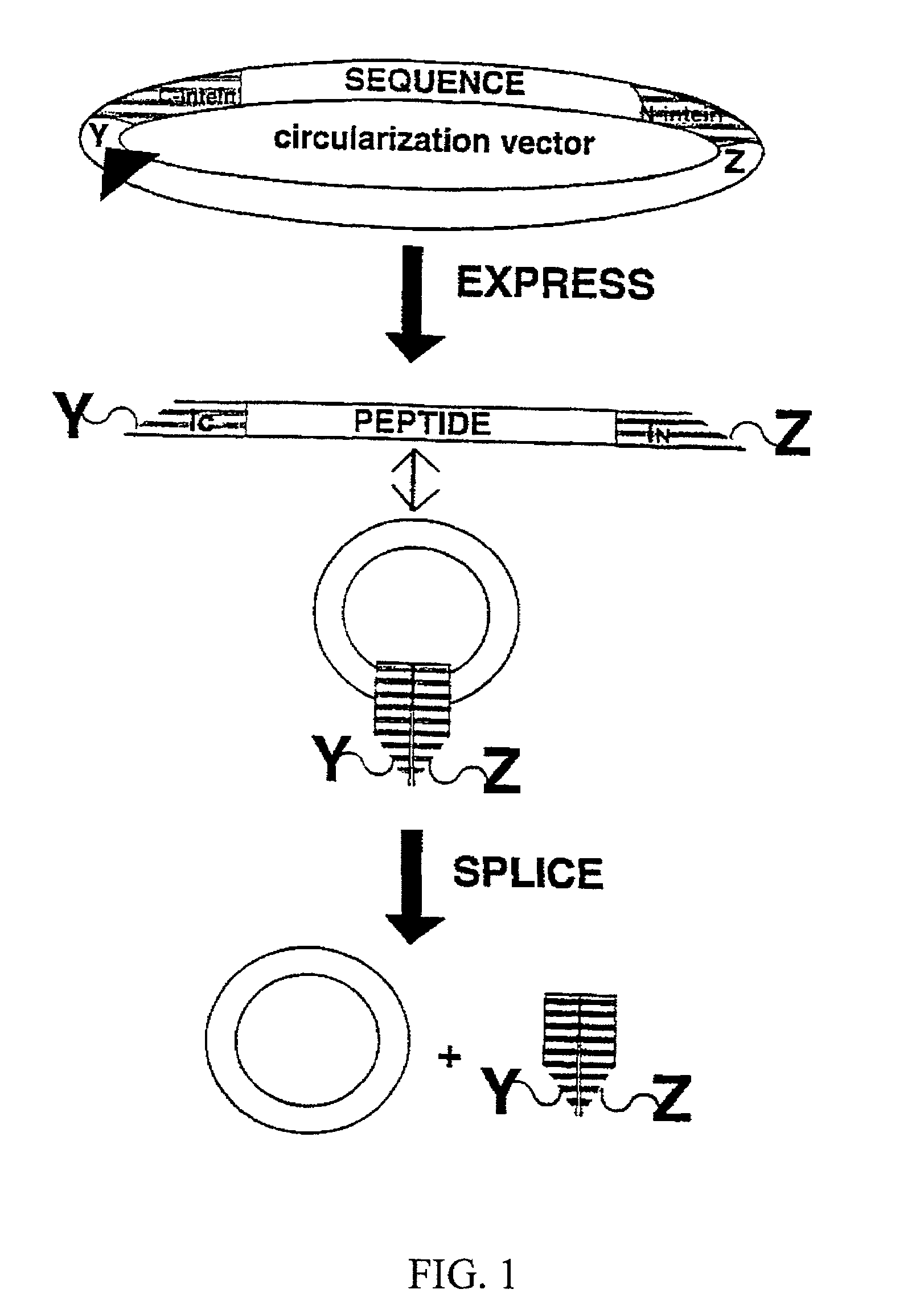 Intein-mediated cyclization of peptides