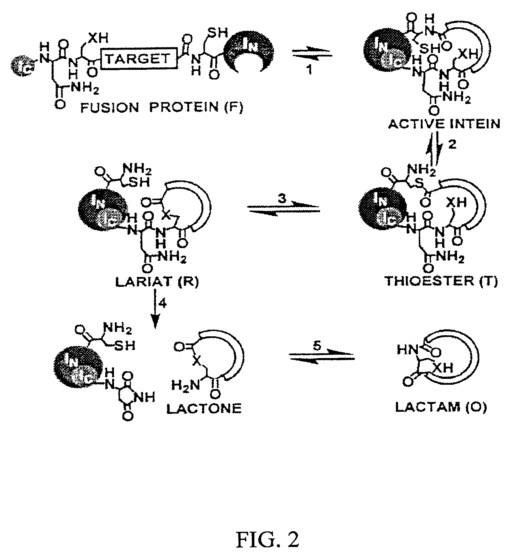 Intein-mediated cyclization of peptides