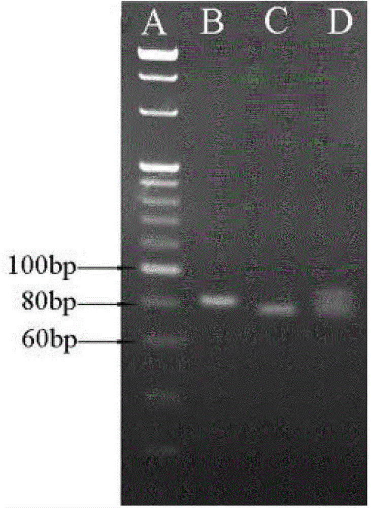 Citrin immunodeficiency disease virulence gene SLC25A13 high frequency mutation screening reagent box