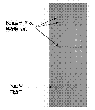 Rapid purification method of apolipoprotein B