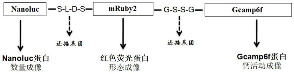 Fusion imaging gene and its lentiviral expression plasmid, lentivirus, cell, its preparation method and application