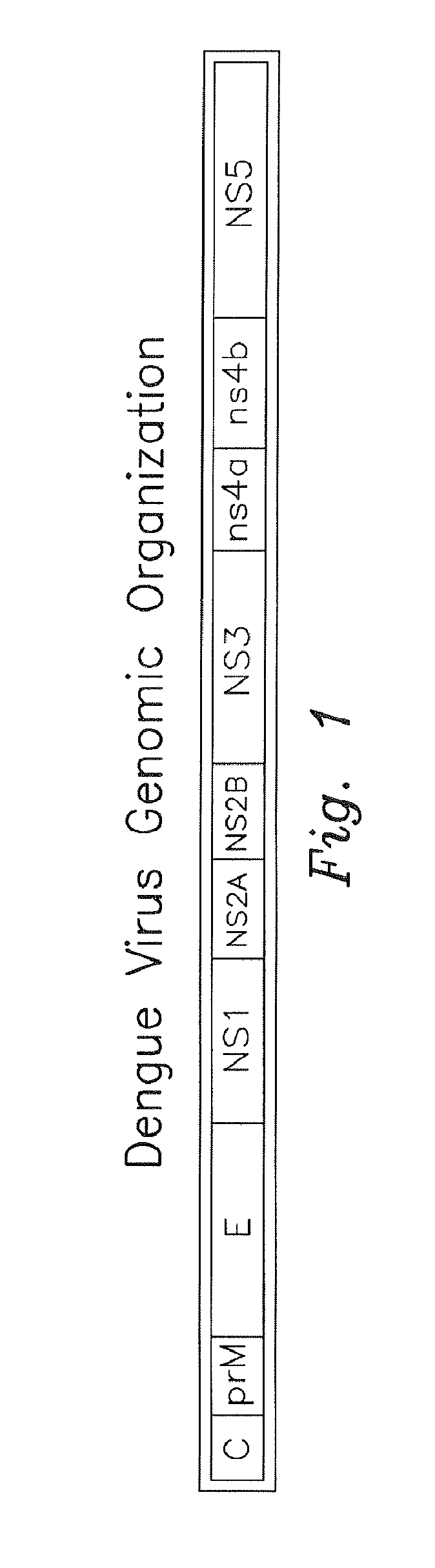 Optimized dengue virus entry inhibitory peptide (DN81)