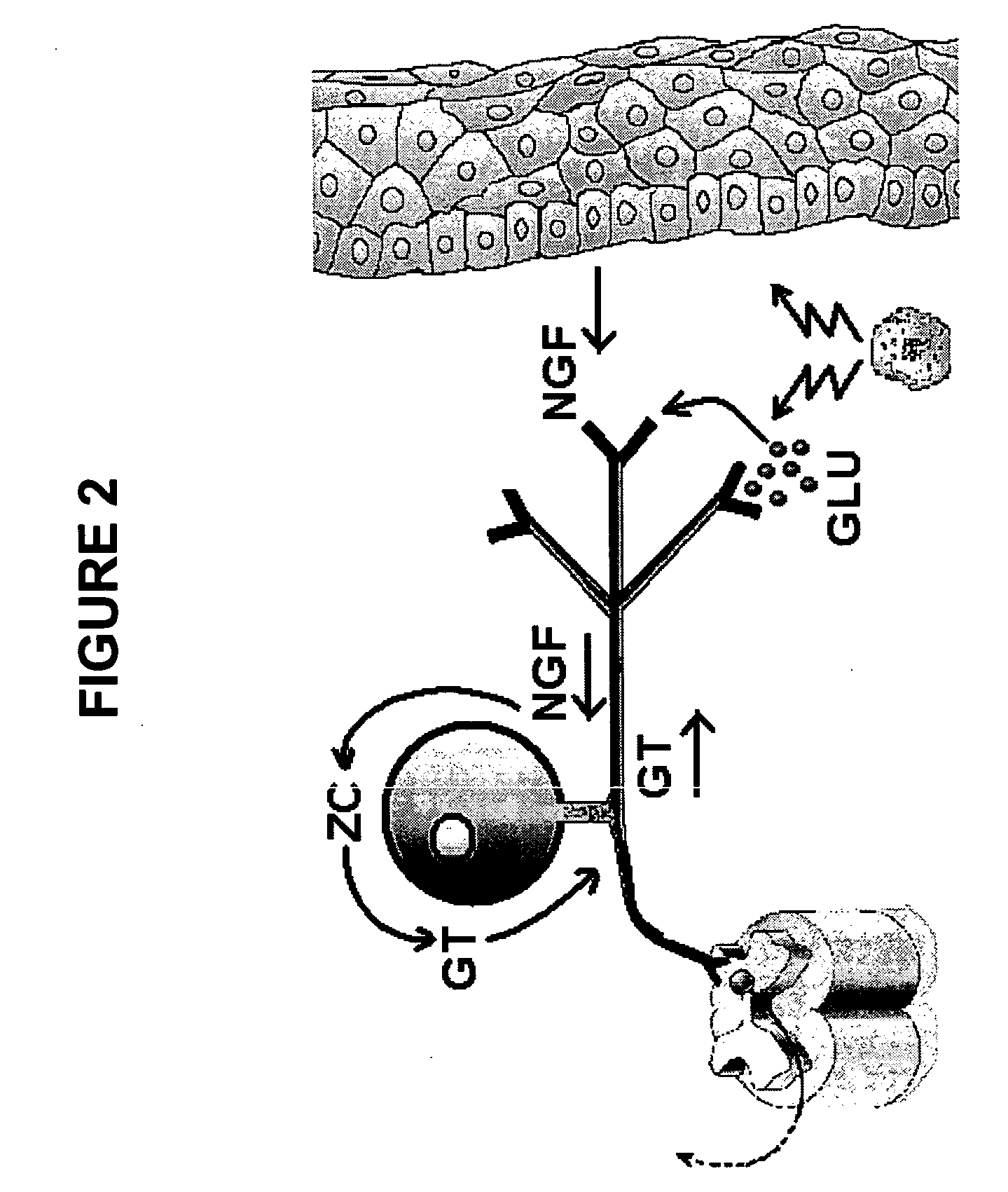 Method of alleviating chronic pain via peripheral inhibition of neurotransmitter synthesis