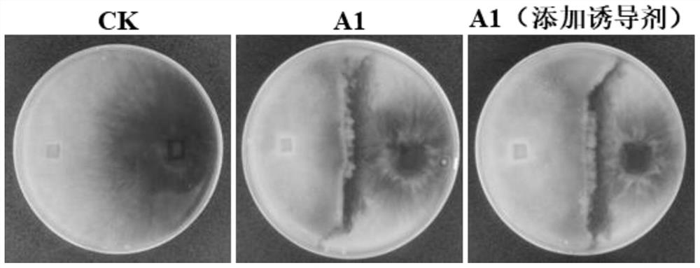 Pythium oligandrum spore production inducer as well as preparation method and application thereof