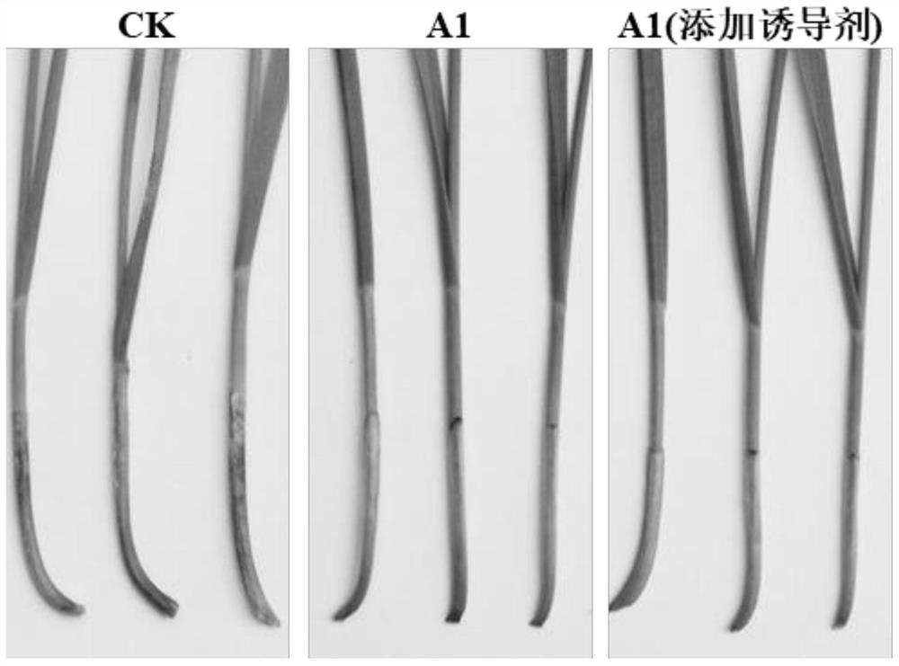 Pythium oligandrum spore production inducer as well as preparation method and application thereof