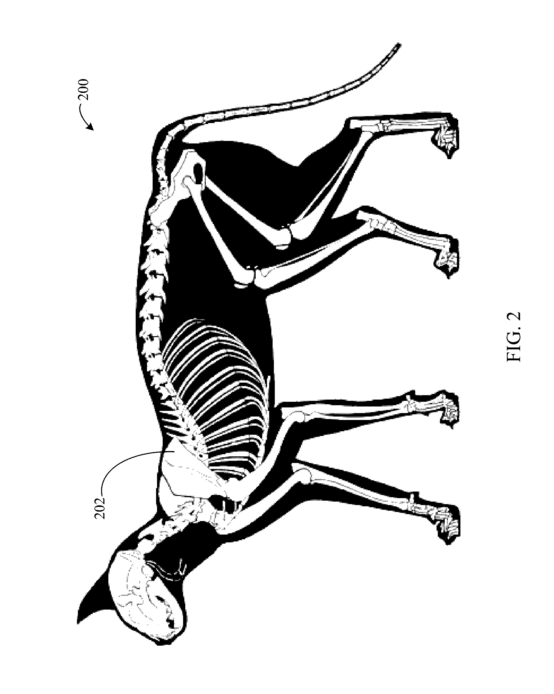 Method, system, and apparatus for biological model symmetry