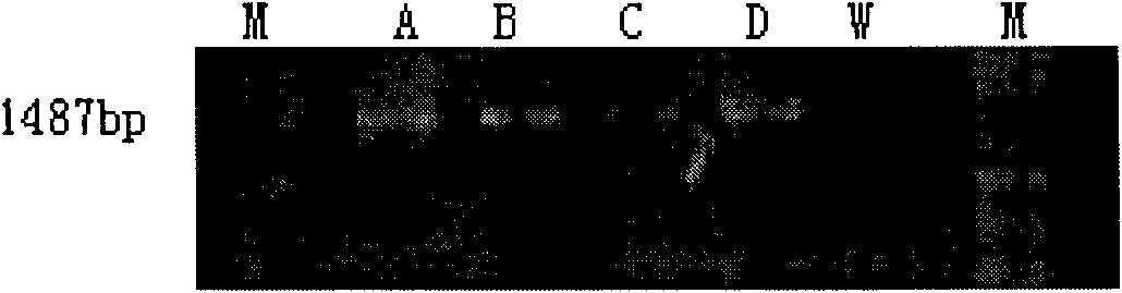 Nest-type NEST-PCR amplification primer for detecting Clavibacter michiganensis subsp, michiganensis, detection kit and using method of kit thereof