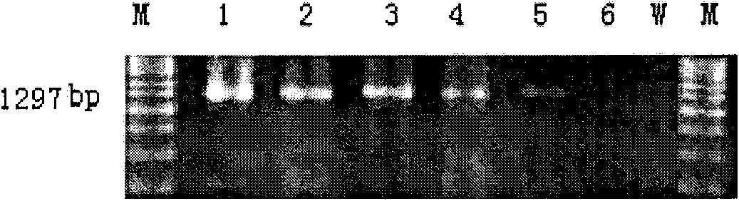 Nest-type NEST-PCR amplification primer for detecting Clavibacter michiganensis subsp, michiganensis, detection kit and using method of kit thereof