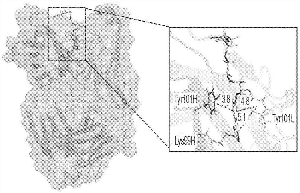 Novel conjugation chemistry for catalytic antibodies 38C2