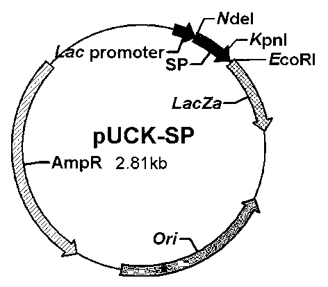 Preparation method of pig alpha-interferon compound preparation