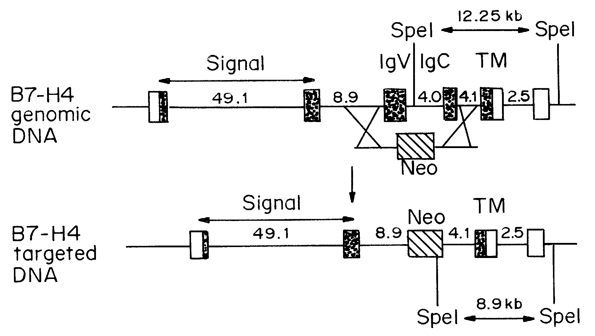 Compositions and methods for treating inflammation and auto-immune diseases