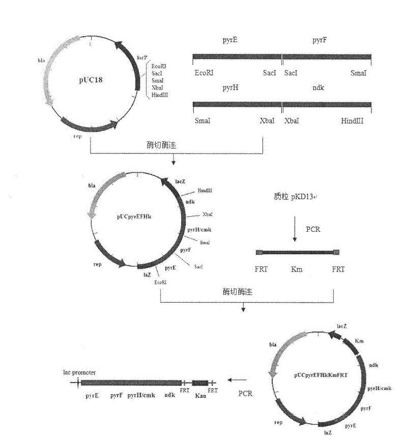 Genetic engineering preparation method of cytidine triphosphate