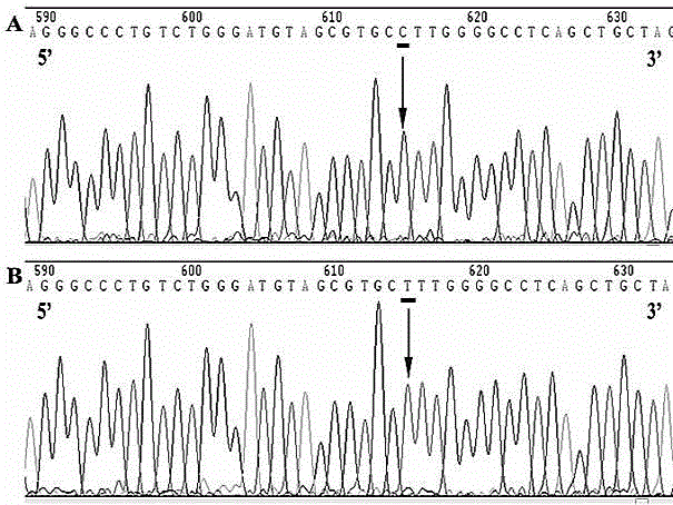 Hypertension susceptibility relevant gene locus and detecting method thereof