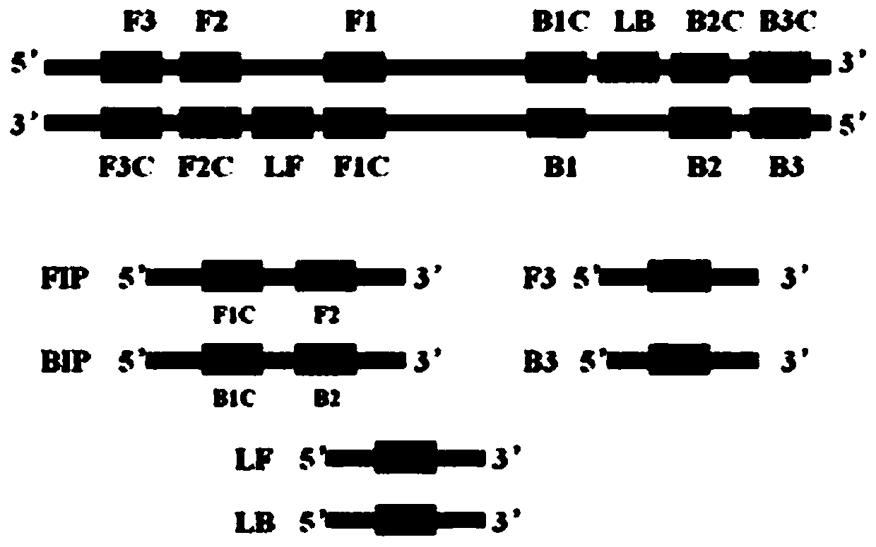 LAMP detection method and kit for mycoplasma hominis