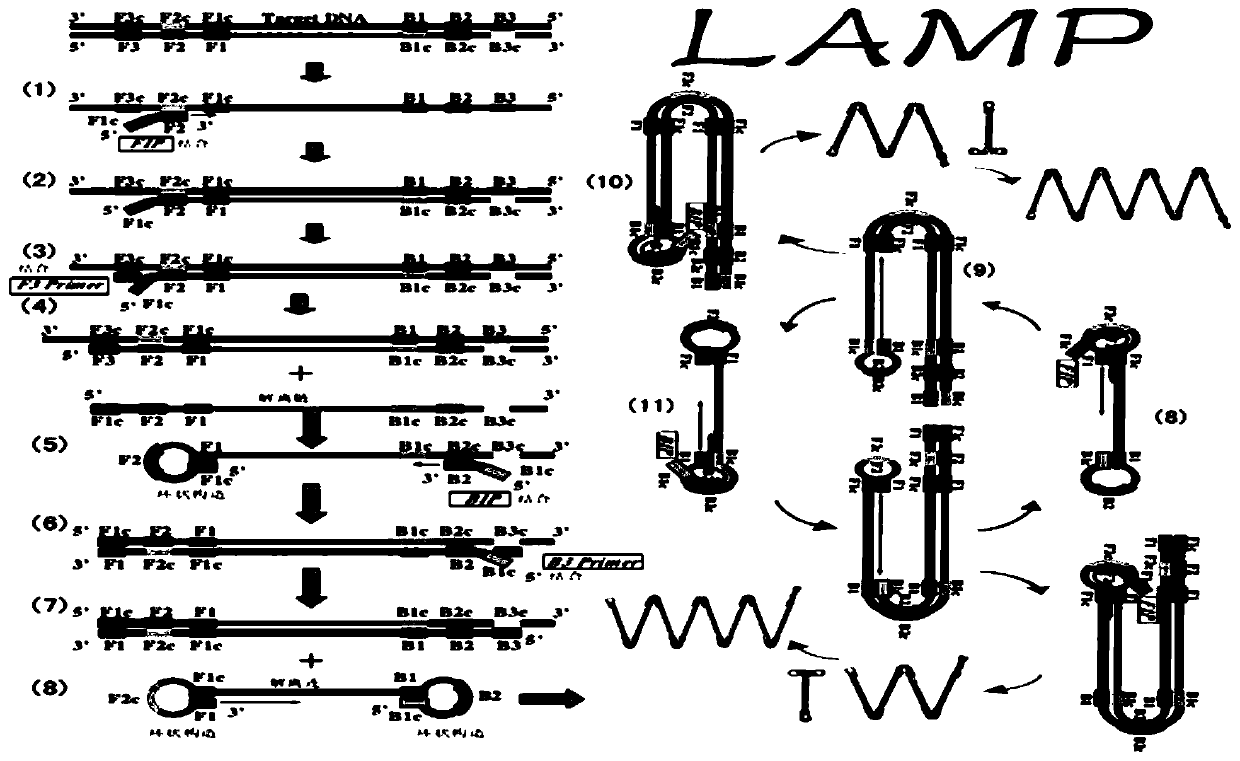 LAMP detection method and kit for mycoplasma hominis