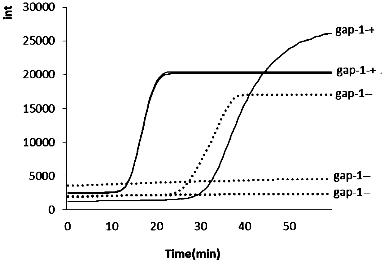 LAMP detection method and kit for mycoplasma hominis