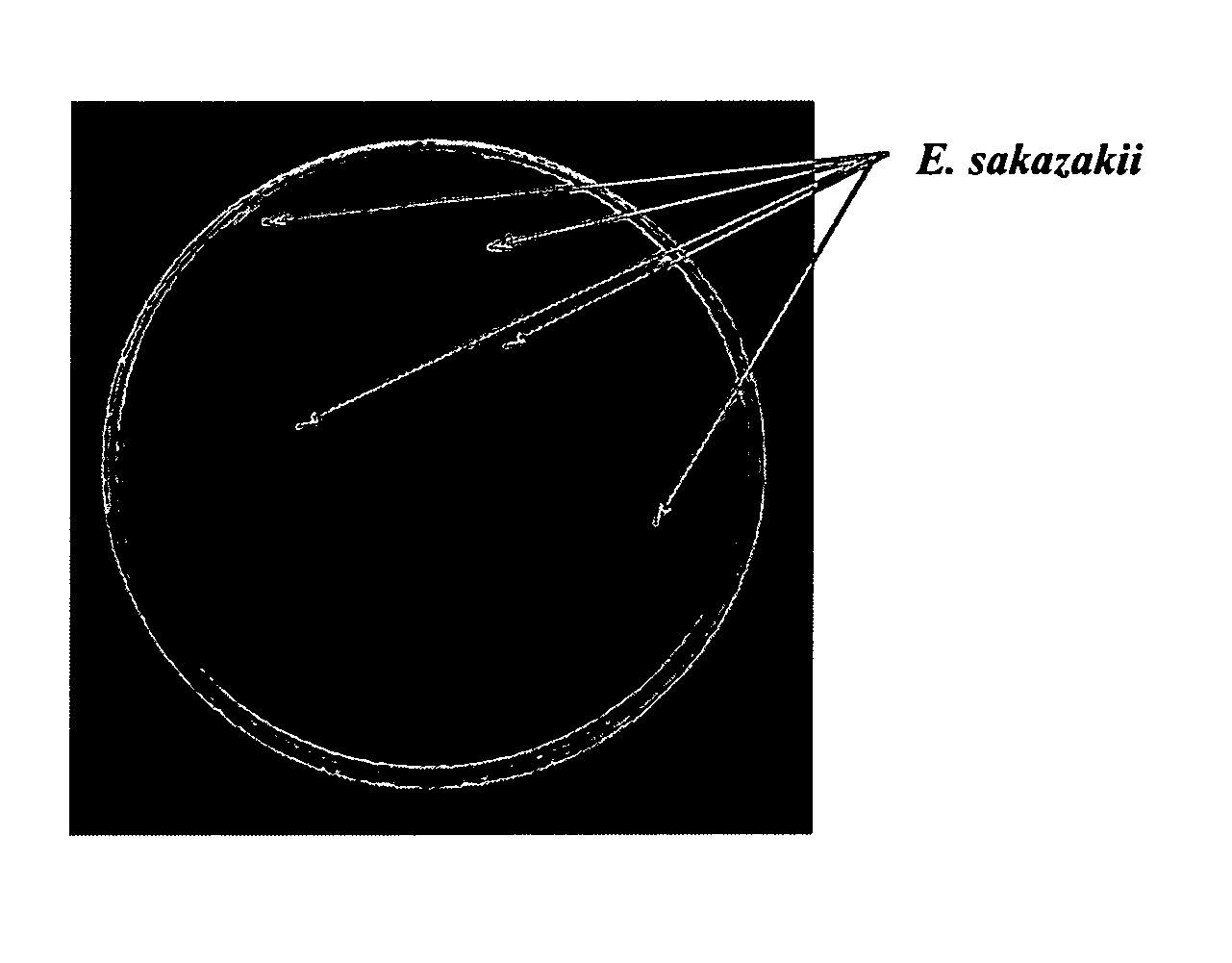 Fluorogenic selective and differential medium for isolation of Enterobacter sakazakii