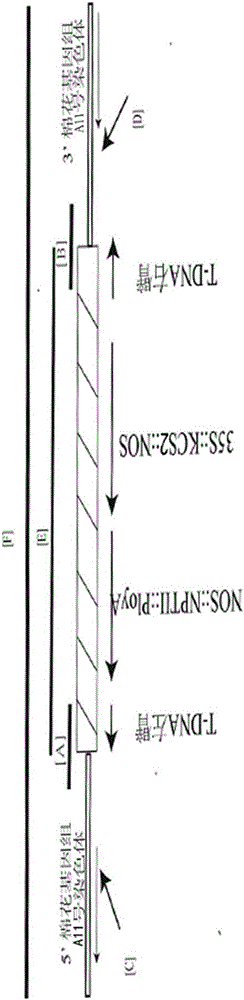 Upland cotton transformation event ICR24001 and specificity identification method thereof