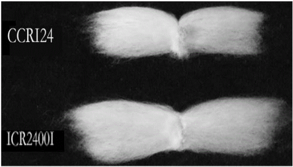 Upland cotton transformation event ICR24001 and specificity identification method thereof