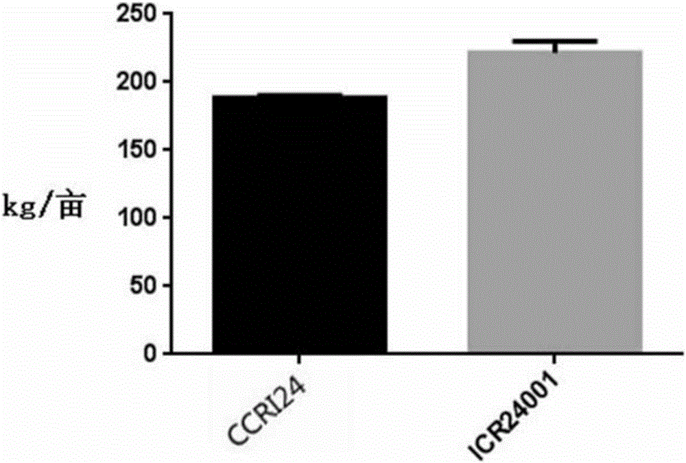 Upland cotton transformation event ICR24001 and specificity identification method thereof